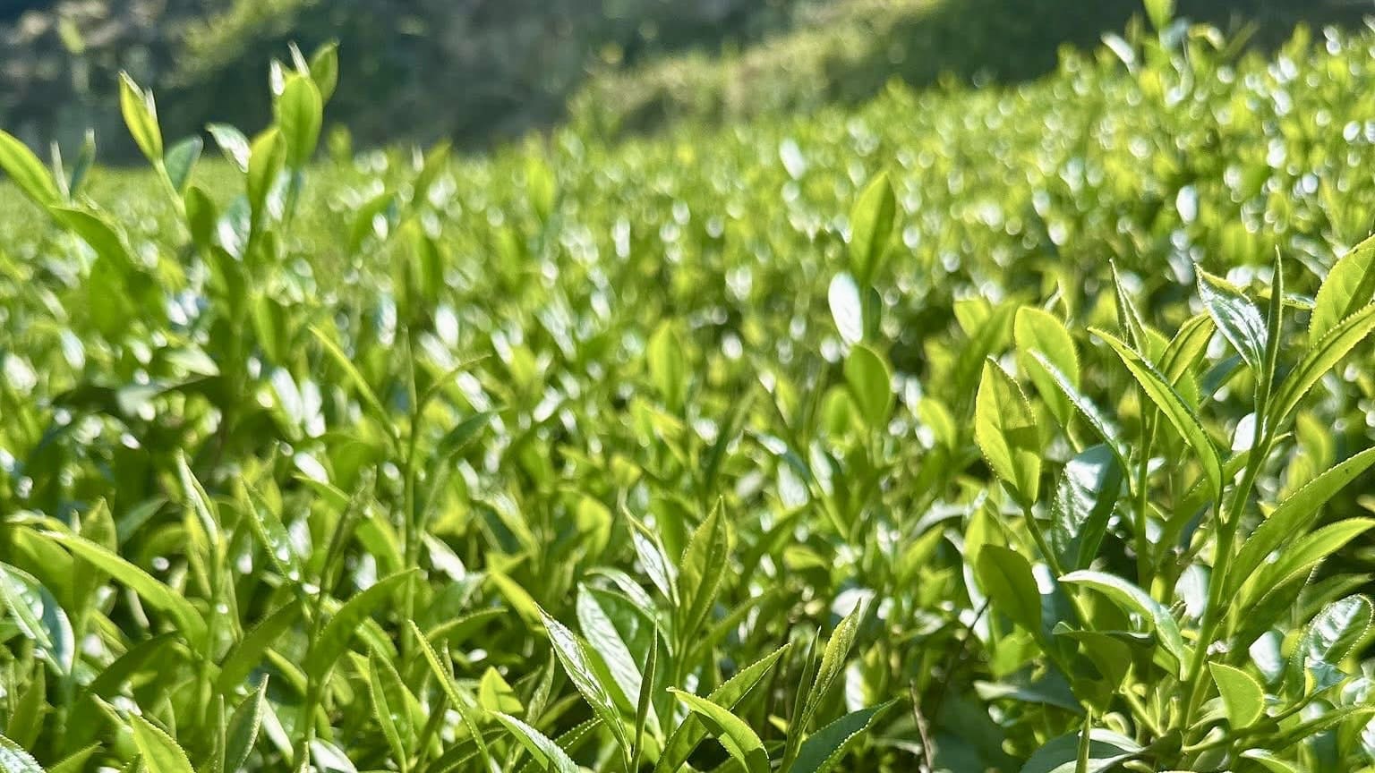 S__46695338_0